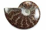 Polished Ammonite (Cleoniceras) Fossil - Madagascar #365025-1